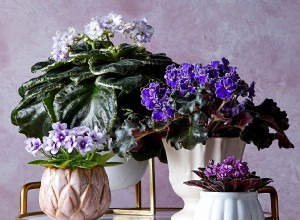 11 Plantas Tropicales de Interior con Flores Espectaculares: Guía Experta de Cuidados
