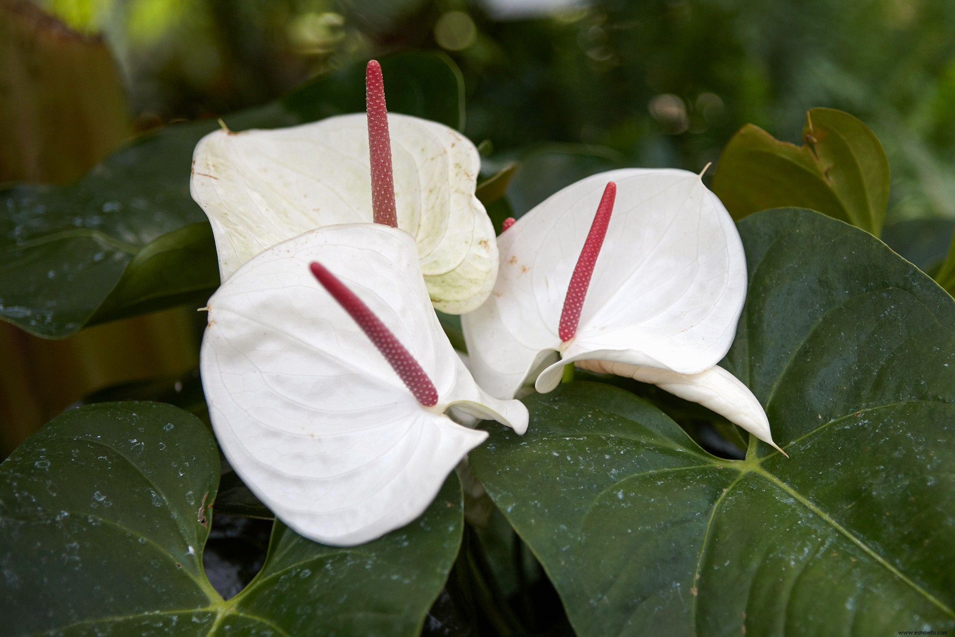 11 plantas de interior tropicales para cultivar por sus fabulosas flores 