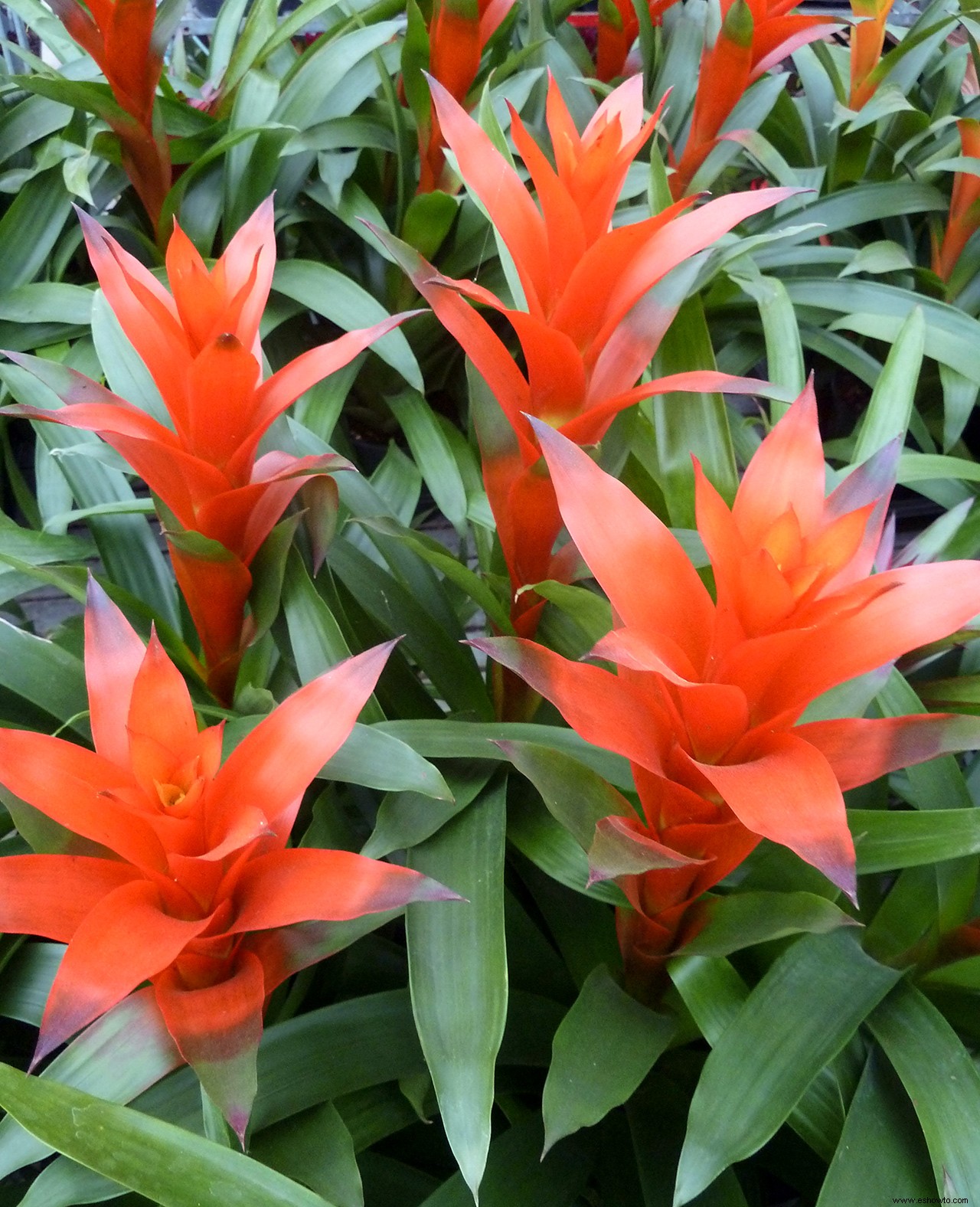 11 plantas de interior tropicales para cultivar por sus fabulosas flores 