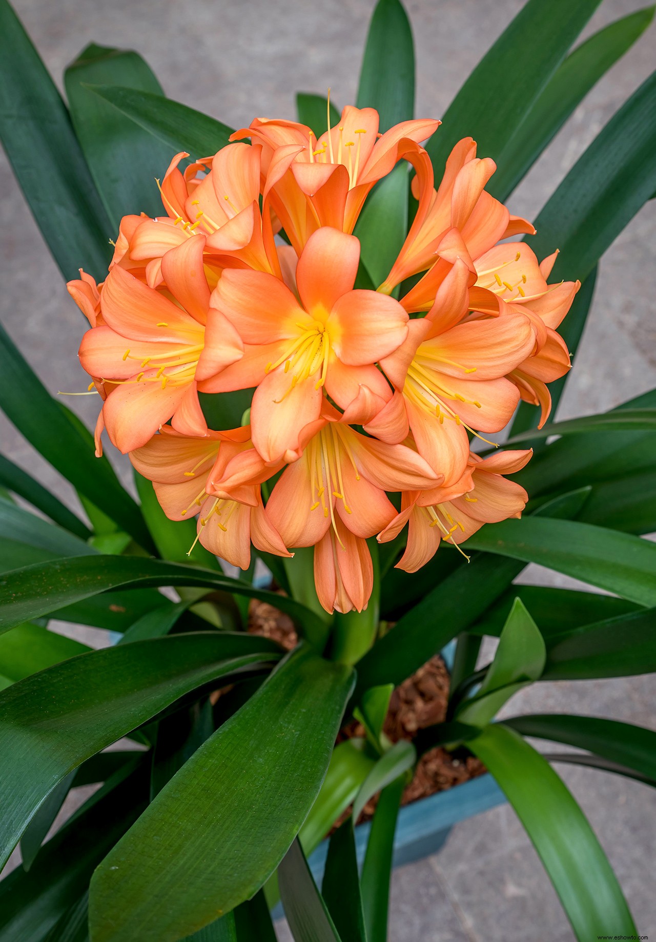 11 plantas de interior tropicales para cultivar por sus fabulosas flores 