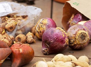 Guía Completa para Plantar Bulbos de Flores de Primavera: Profundidades y Tiempos Ideales
