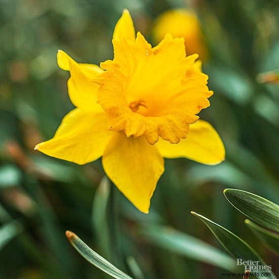 Guía de plantación de bulbos de flores de primavera 