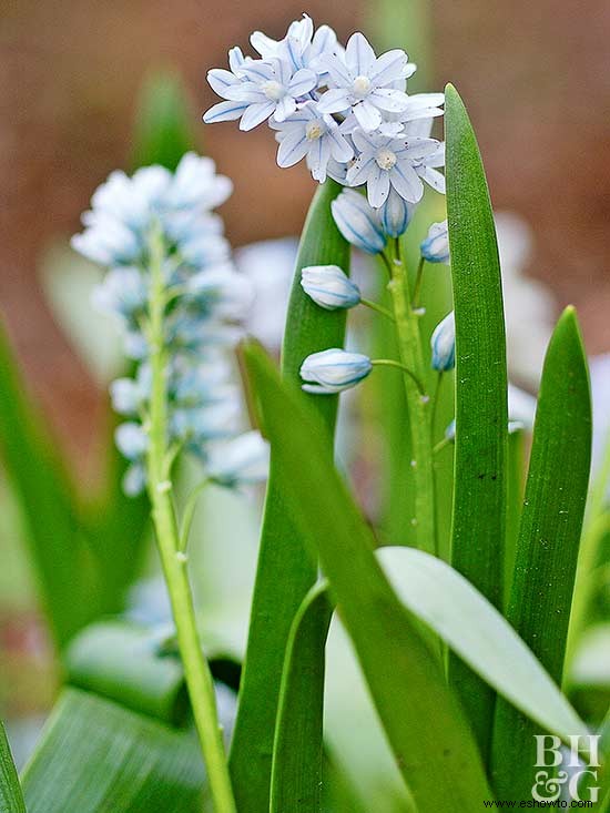 Guía de plantación de bulbos de flores de primavera 