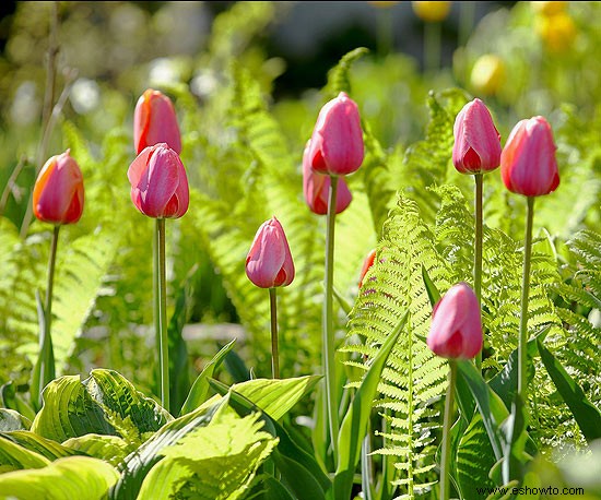 Guía de plantación de bulbos de flores de primavera 