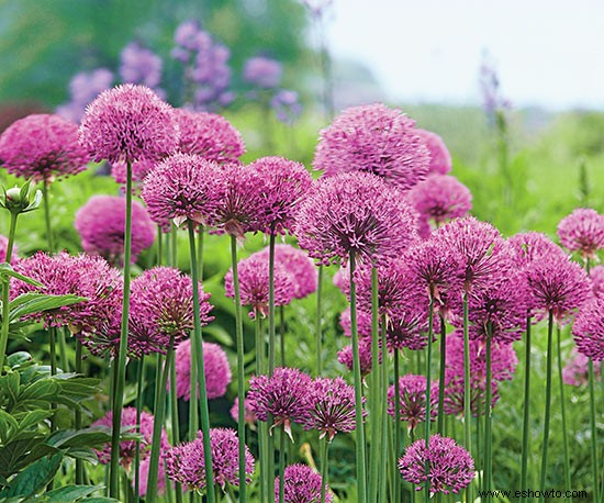 Guía de plantación de bulbos de flores de primavera 
