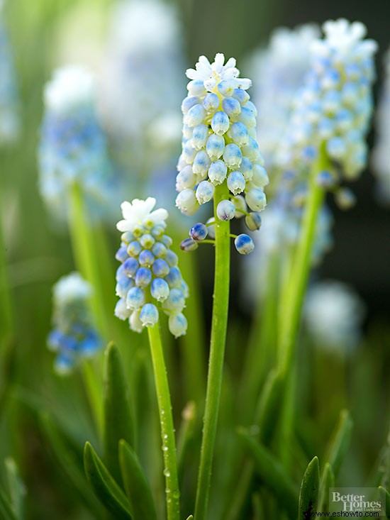 Guía de plantación de bulbos de flores de primavera 