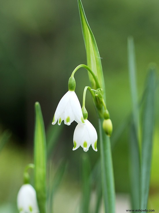 Guía de plantación de bulbos de flores de primavera 