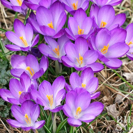 Guía de plantación de bulbos de flores de primavera 