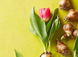 Guía para principiantes: Cómo forzar bulbos para flores primaverales en interiores