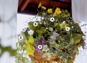 Canasta colgante para sombra: exuberante y hermosa durante toda la temporada