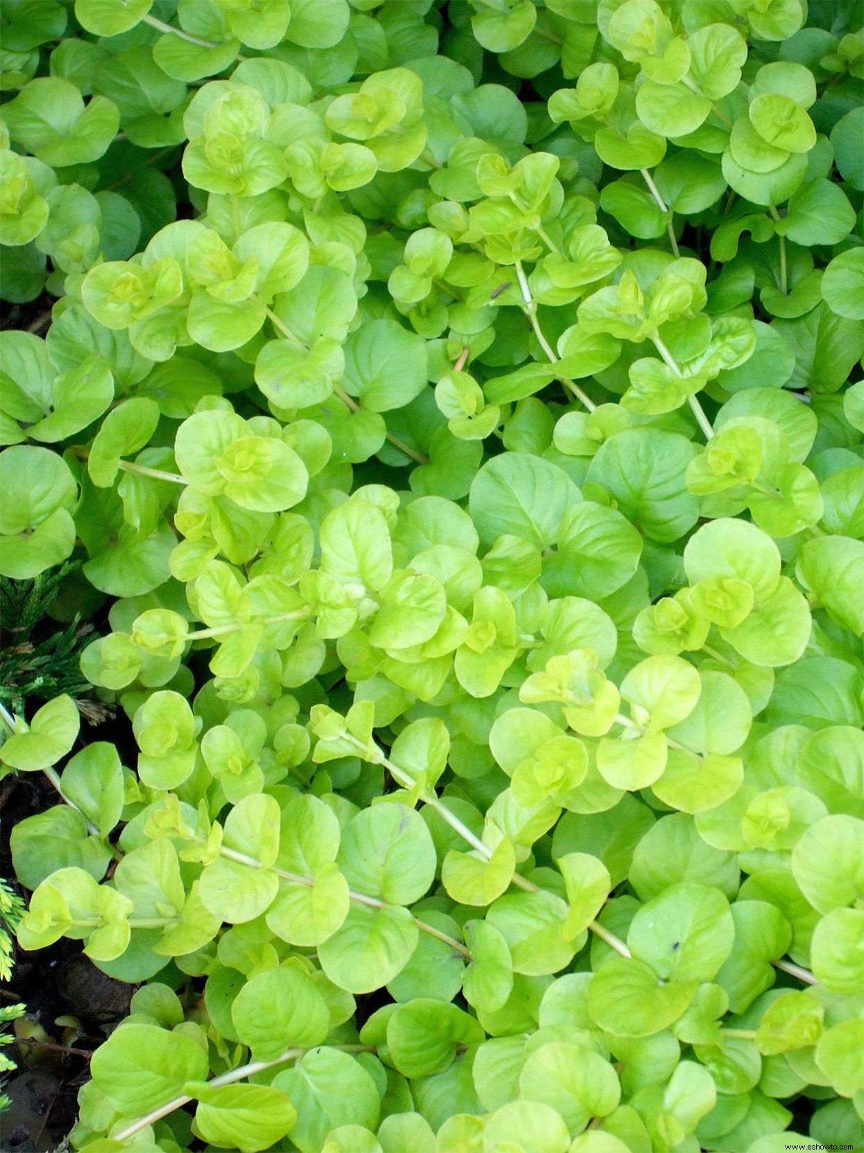 Super Easy Shade Container Garden 