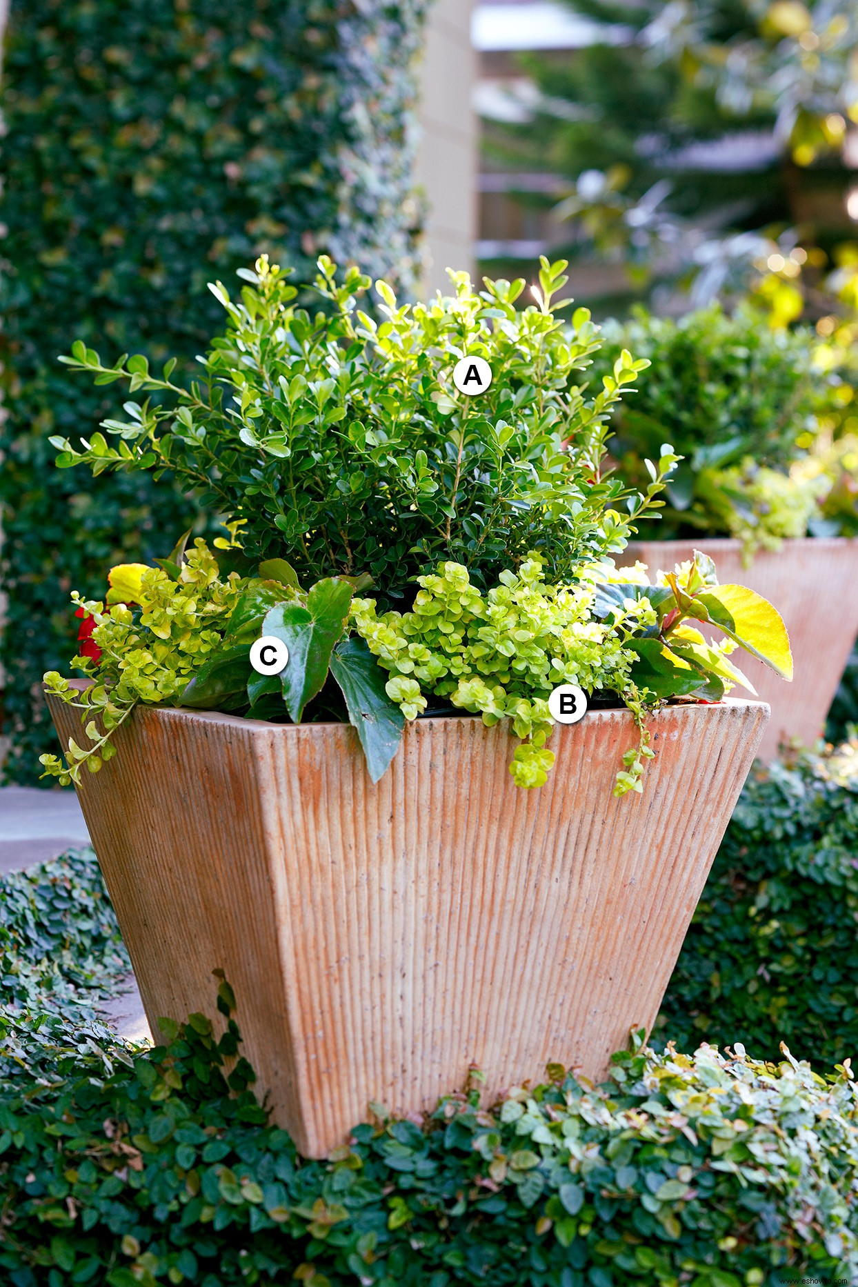 Super Easy Shade Container Garden 