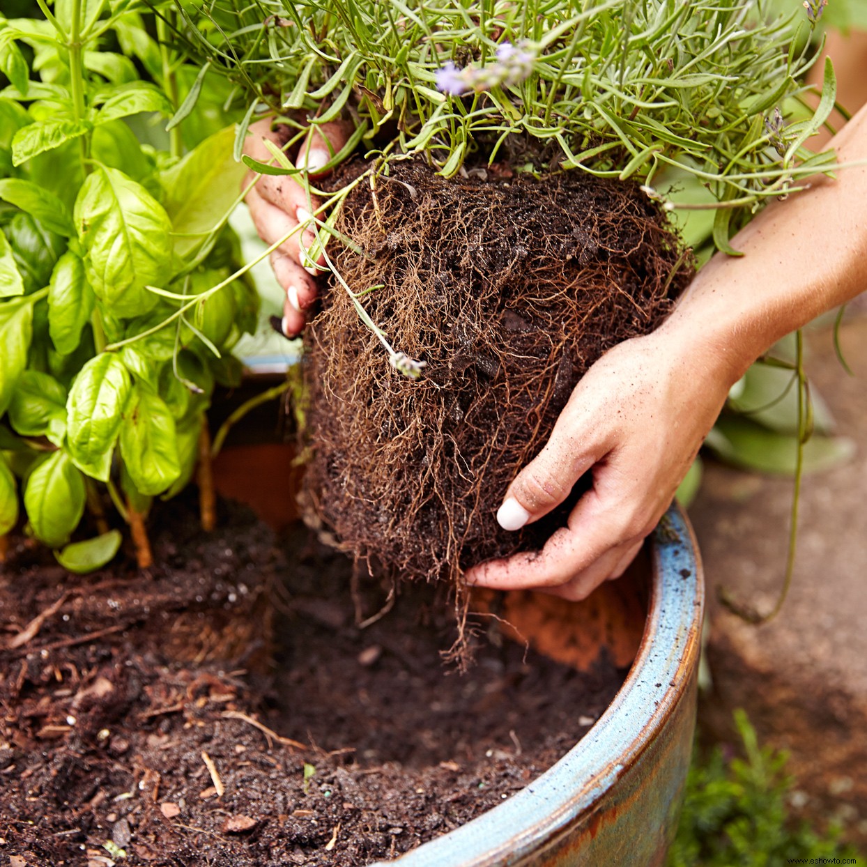 Crea un lindo jardín de cócteles en un recipiente para darle sabor a tus bebidas de verano 