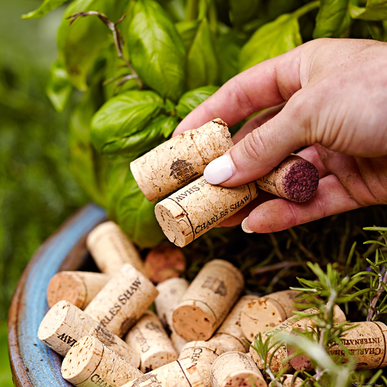 Crea un lindo jardín de cócteles en un recipiente para darle sabor a tus bebidas de verano 