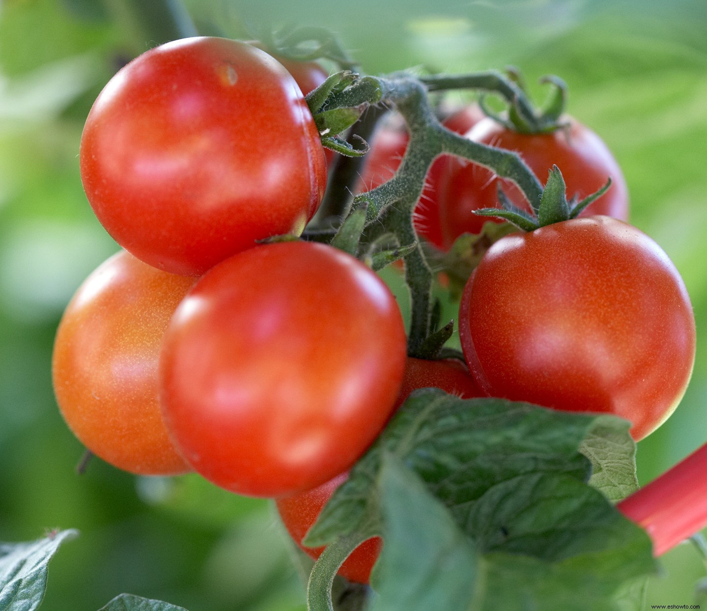 Crea un lindo jardín de cócteles en un recipiente para darle sabor a tus bebidas de verano 