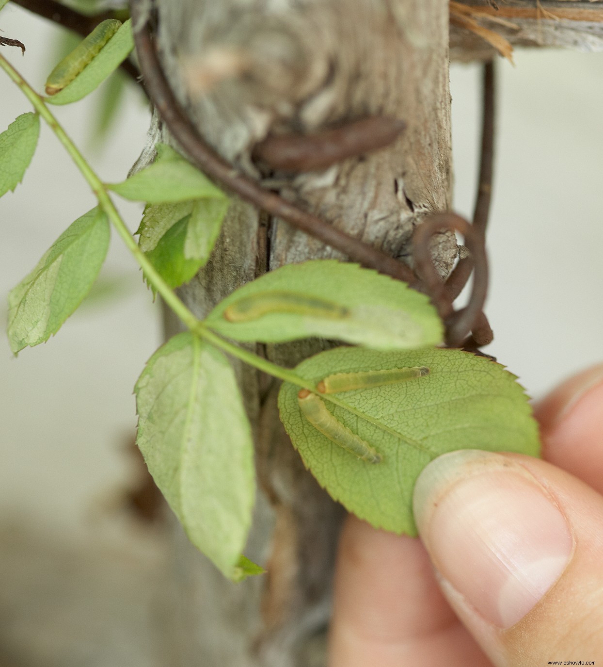 Cómo mantener esos molestos insectos verdes (también conocidos como moscas de sierra) lejos de tus rosas 
