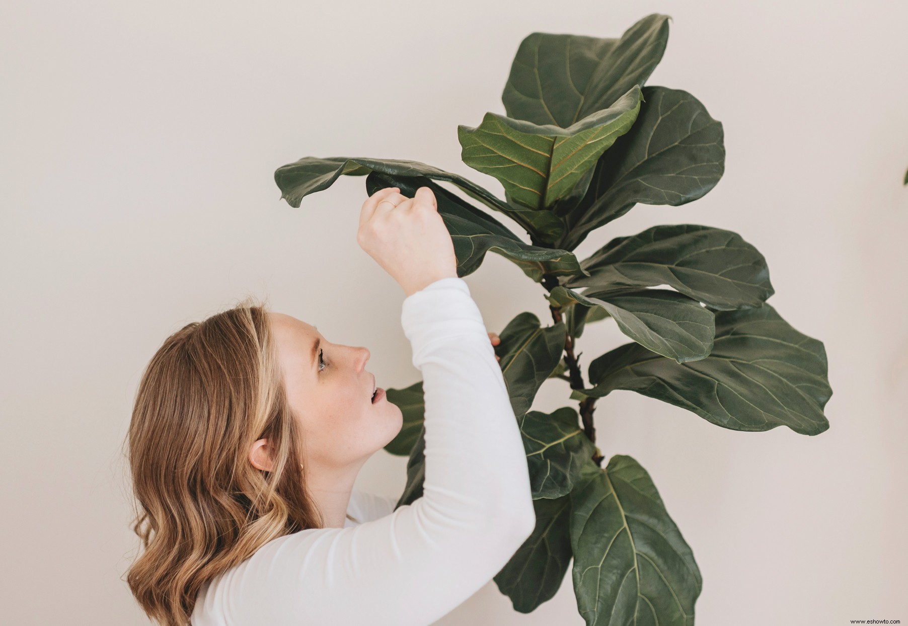 Cómo deshacerse de las cochinillas en sus plantas de interior (y mantener alejadas las plagas) 