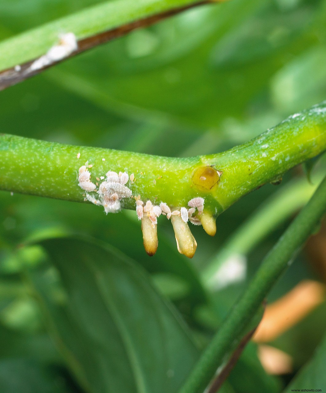 Cómo deshacerse de las cochinillas en sus plantas de interior (y mantener alejadas las plagas) 