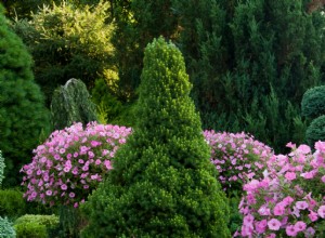 Cómo diagnosticar y tratar las agujas marrones en la picea enana de Alberta