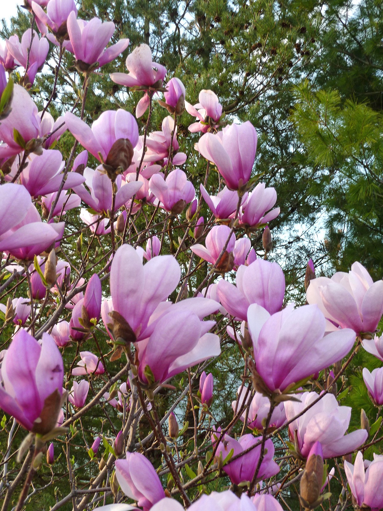 ¿Hay magnolias enanas que pueda cultivar en una maceta? 