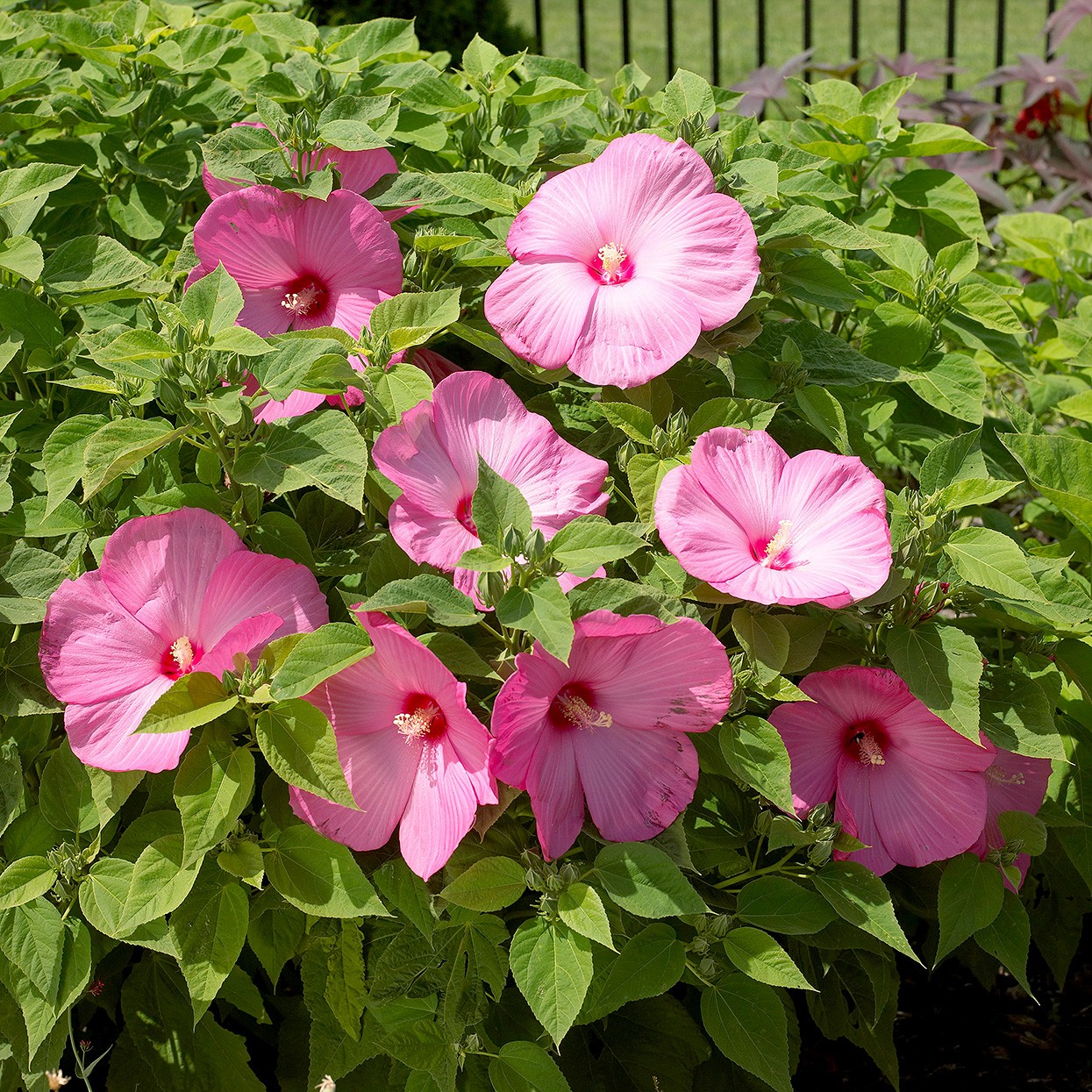 Aquí le mostramos cómo disfrutar el aspecto tropical del hibisco, incluso donde se congela 