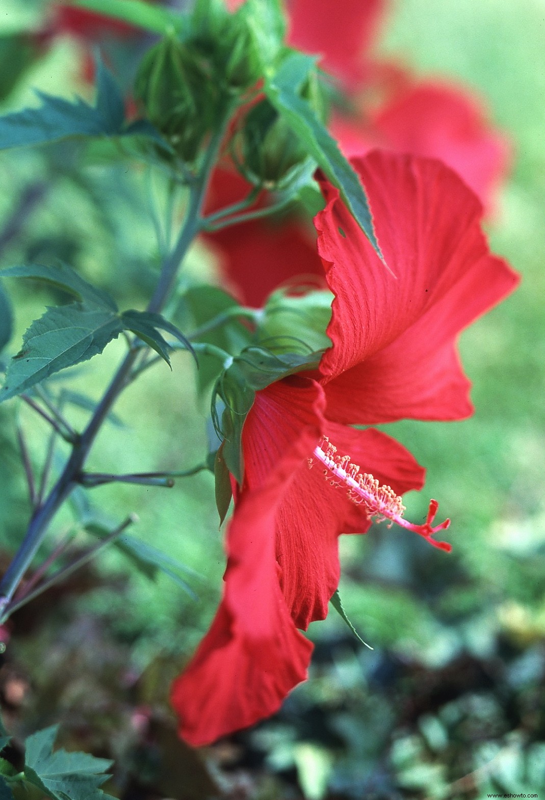 Aquí le mostramos cómo disfrutar el aspecto tropical del hibisco, incluso donde se congela 