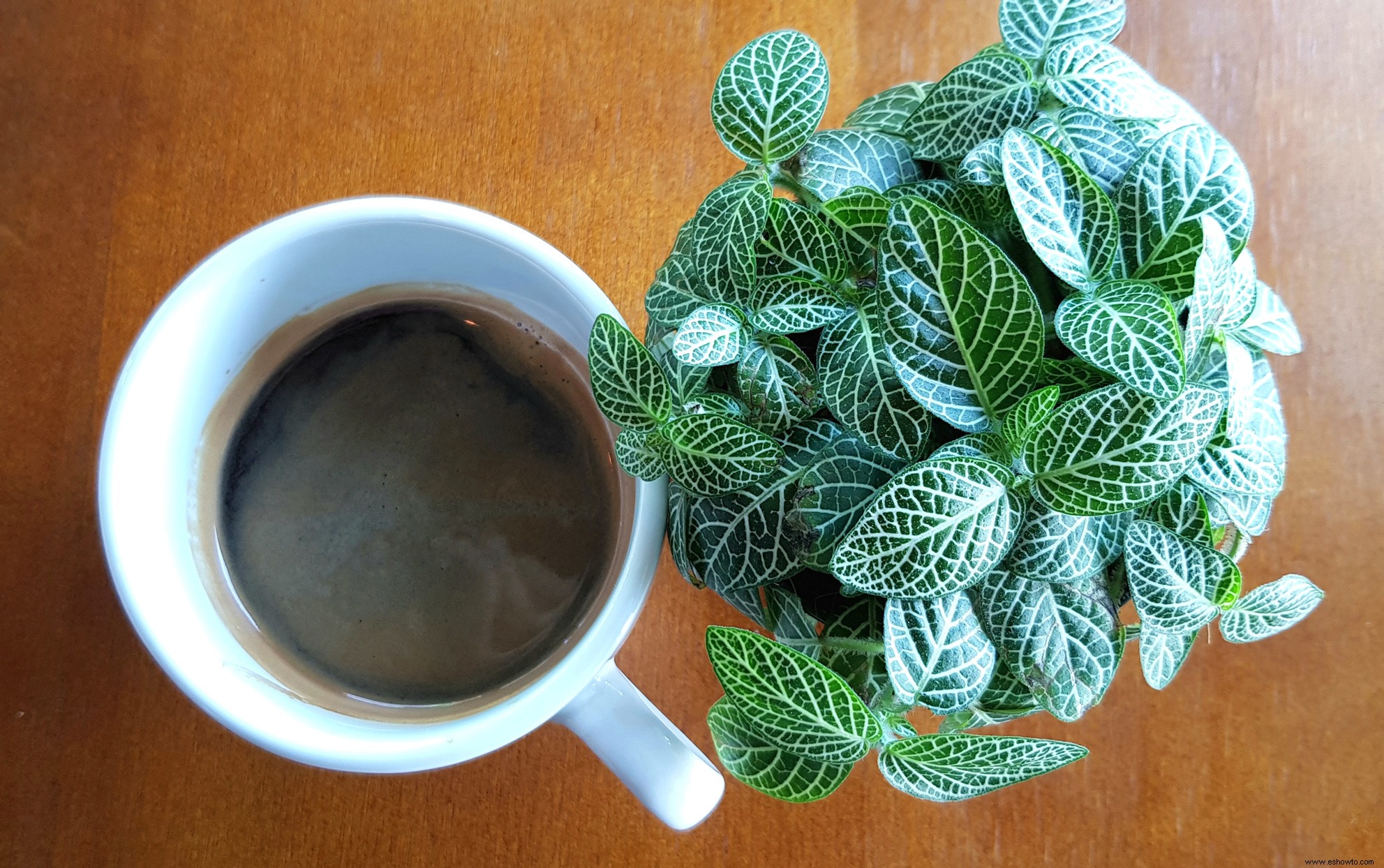 Ayude a sus plantas de interior a prosperar con restos de café y de cocina:así es como se hace 