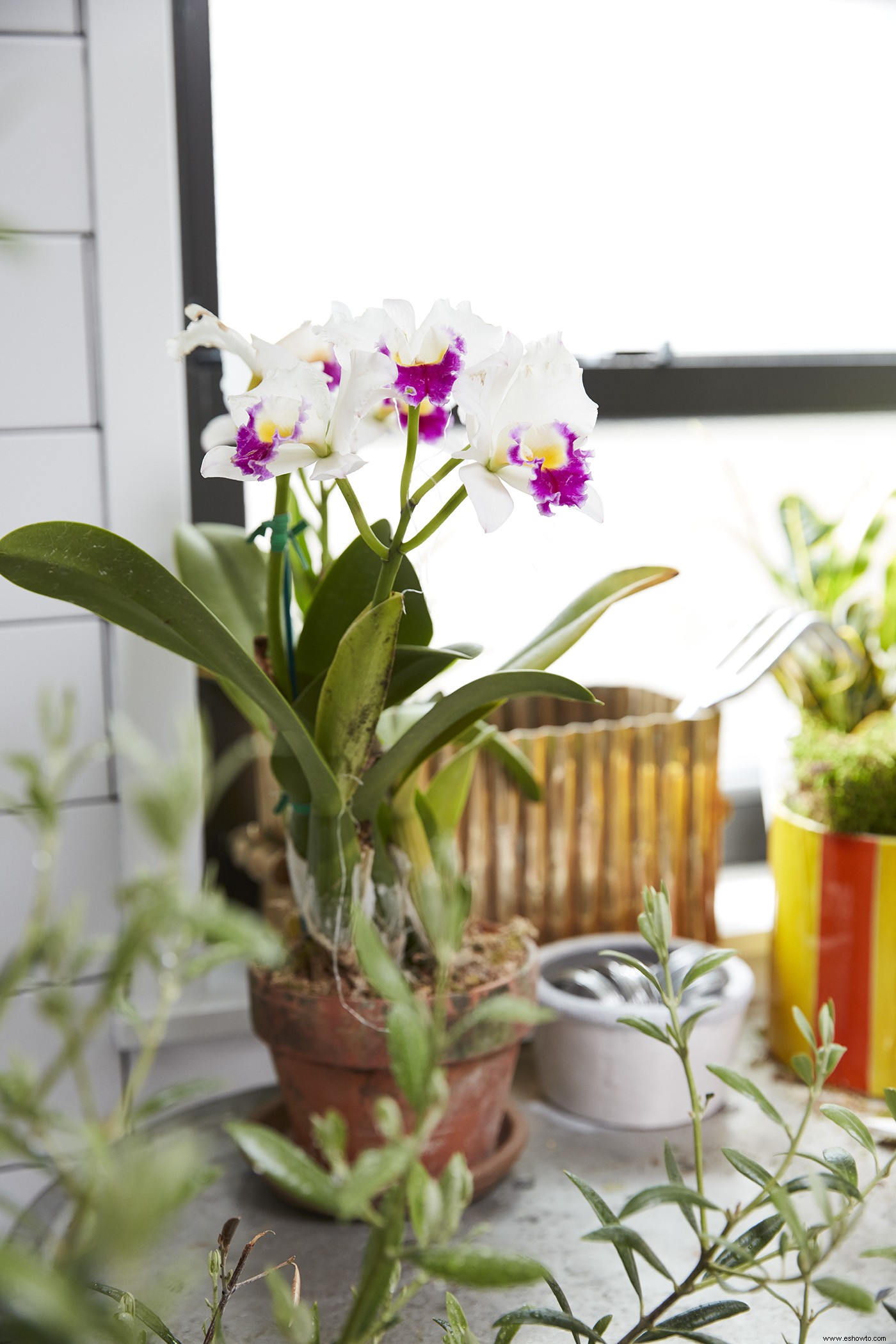 Cómo trasplantar su orquídea para mantenerla sana y feliz 