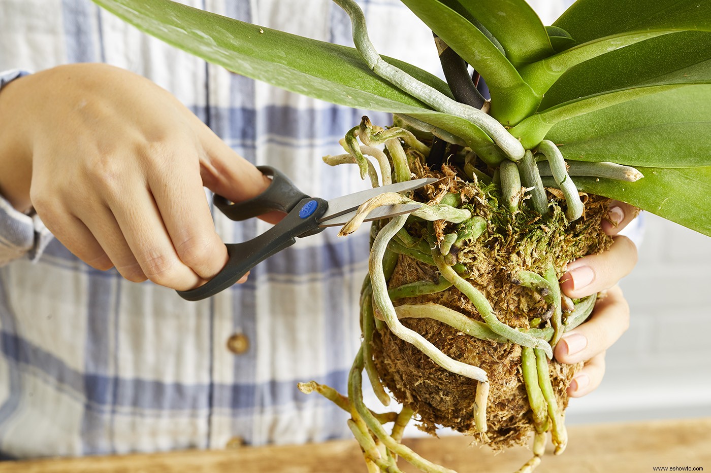 Cómo trasplantar su orquídea para mantenerla sana y feliz 