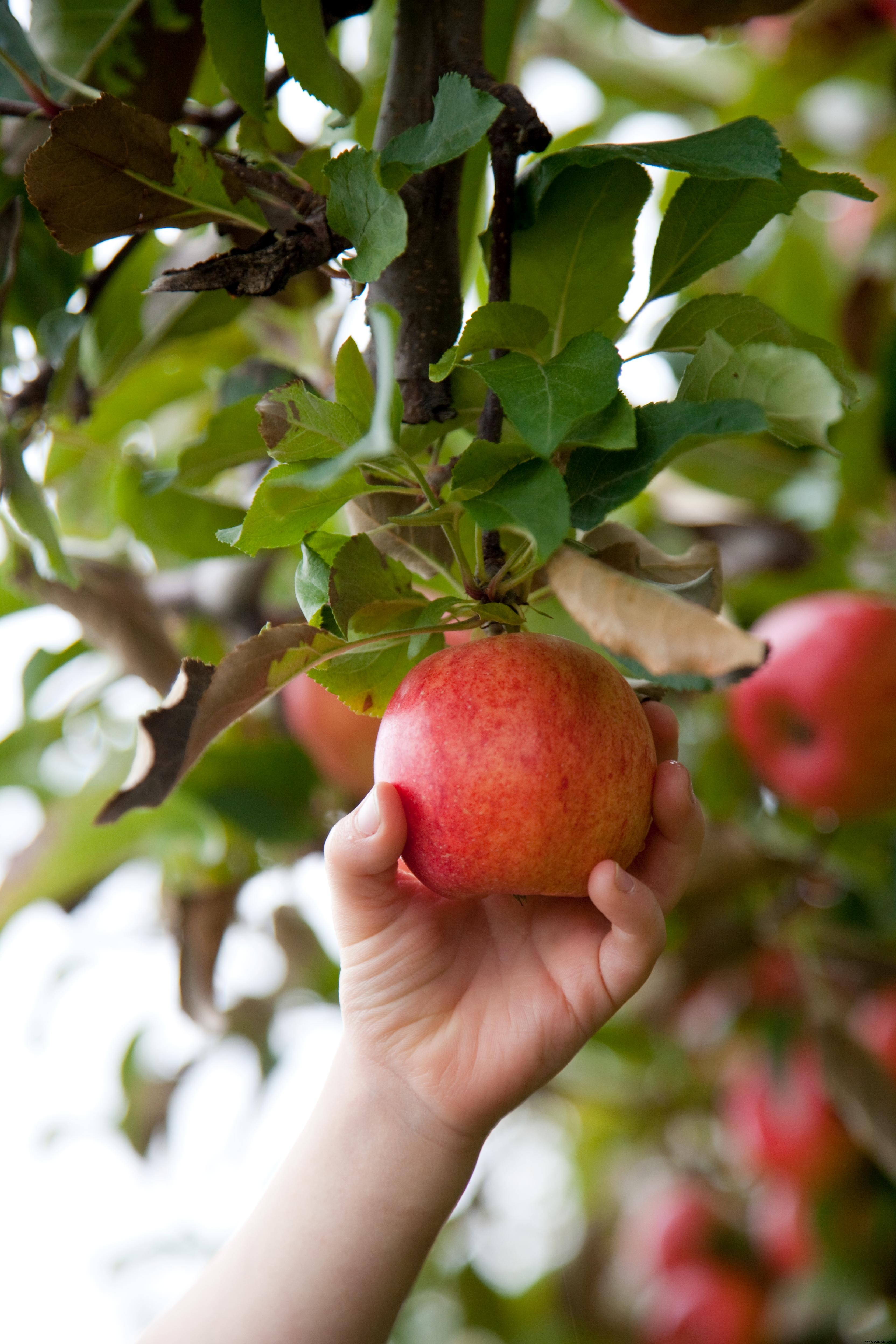 Sí, puede plantar semillas de manzanas compradas en la tienda:así es como 