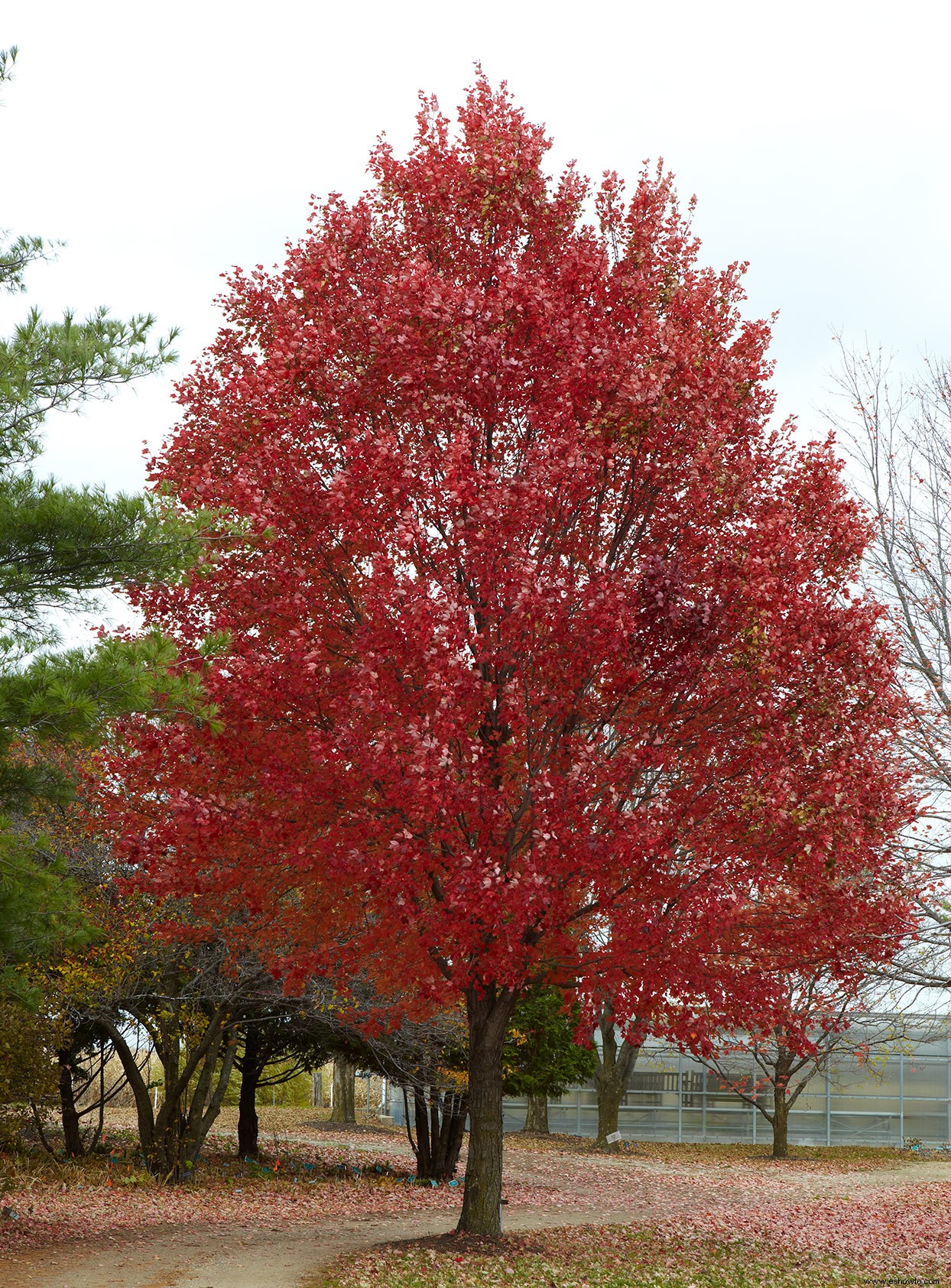 Después de plantar un árbol de arce rojo, este es el tiempo que puede esperar que alcance su tamaño completo 