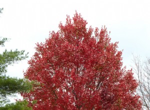 Cuánto tiempo tarda un arce rojo en alcanzar su tamaño completo tras plantarlo