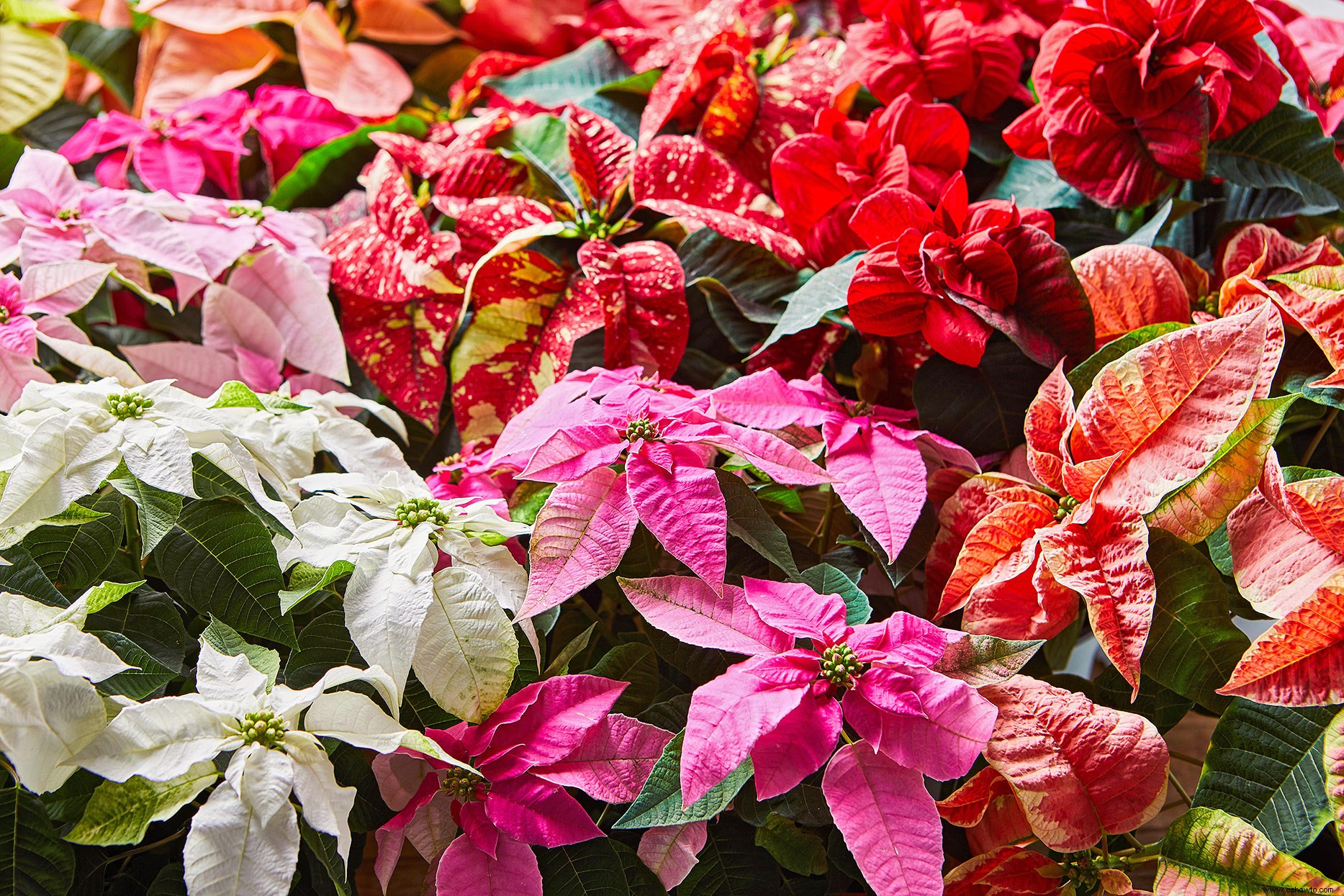 Así es como tener las flores de Pascua más hermosas para las fiestas 