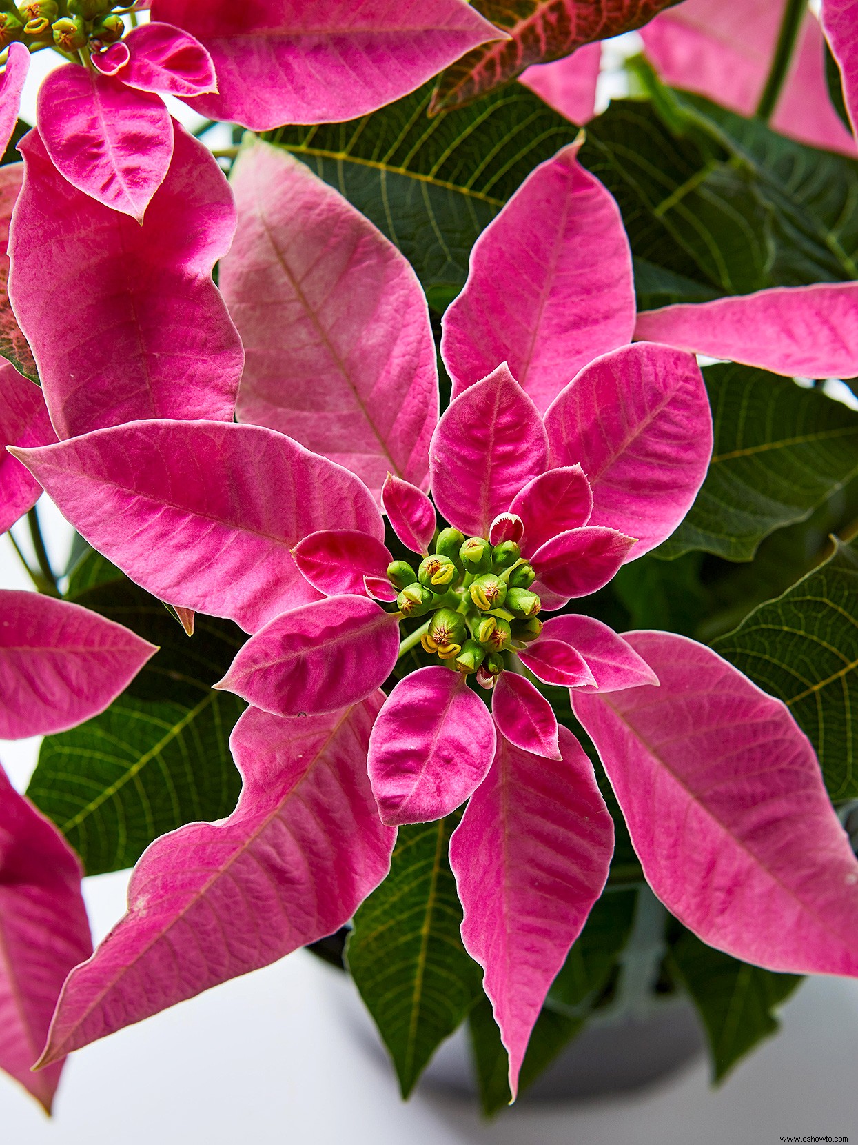 Así es como tener las flores de Pascua más hermosas para las fiestas 