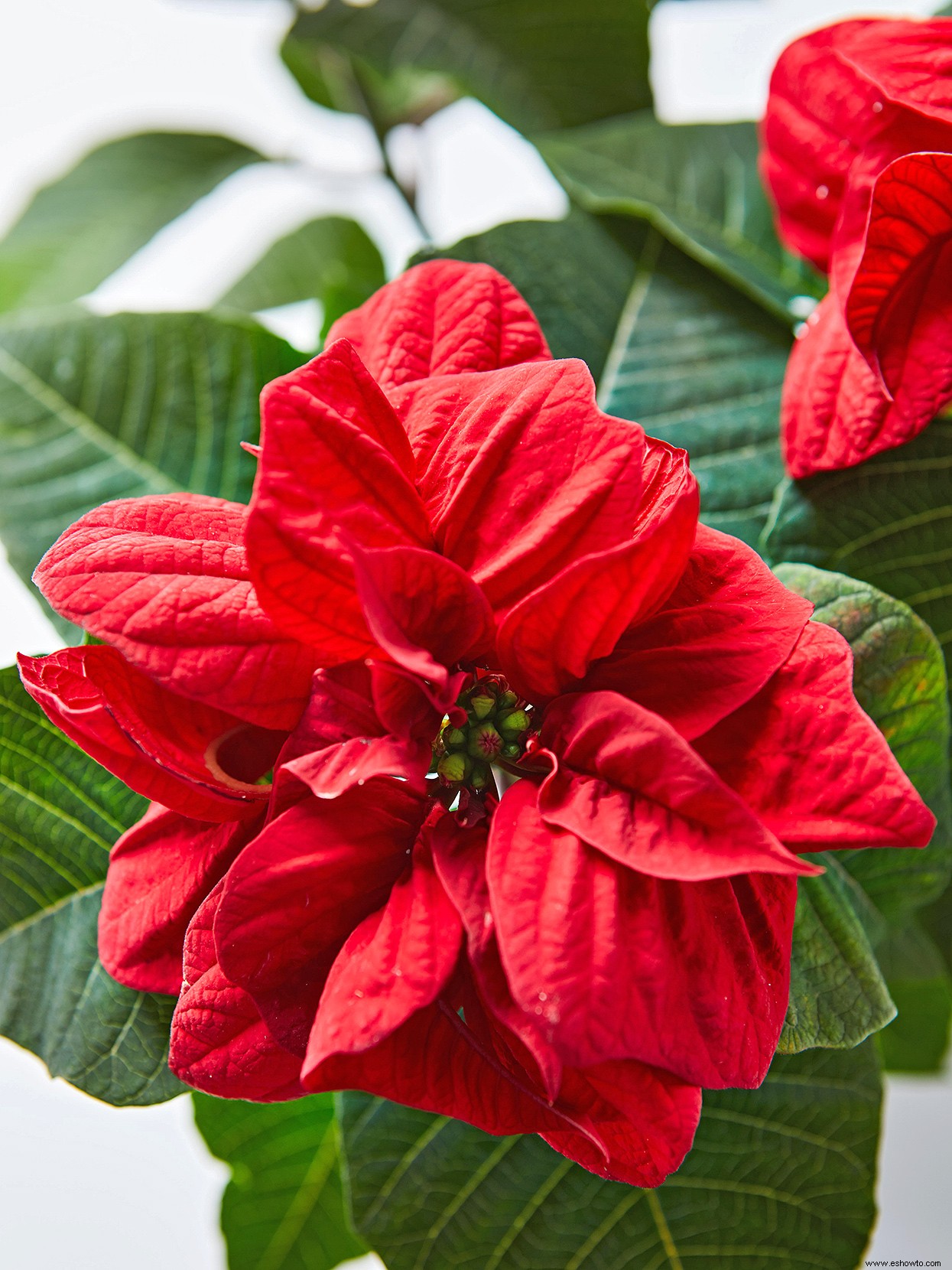 Así es como tener las flores de Pascua más hermosas para las fiestas 