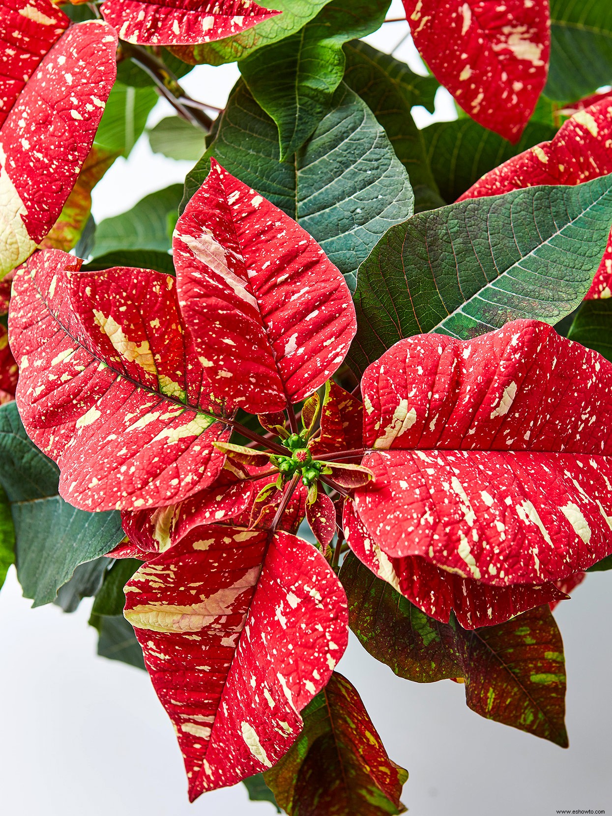 Así es como tener las flores de Pascua más hermosas para las fiestas 