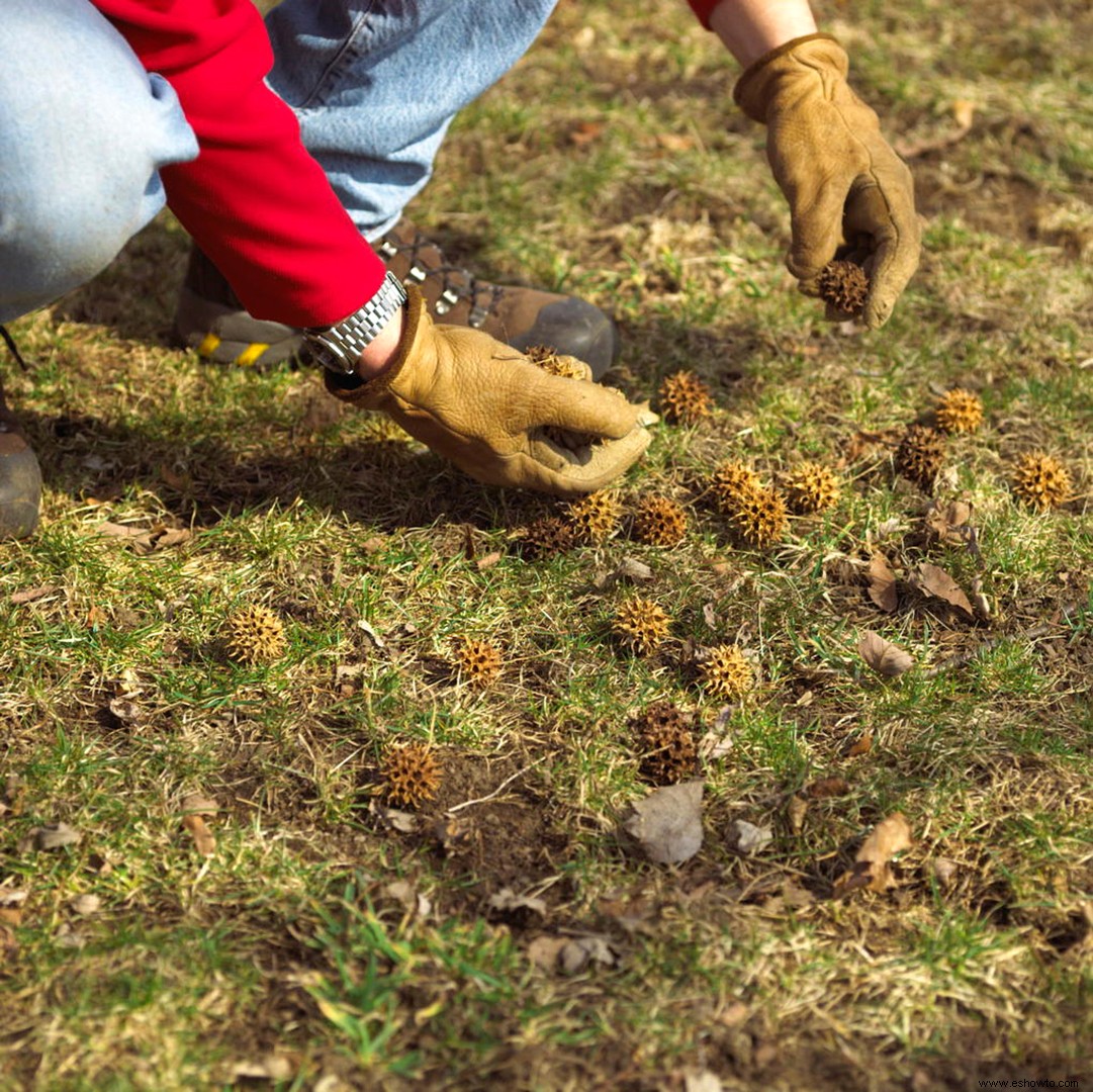 ¿Qué árboles producen bolas redondas puntiagudas? Aquí está cómo identificarlos 