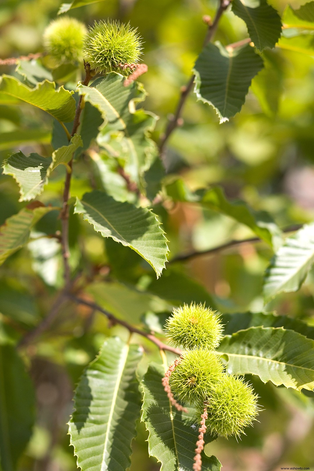 ¿Qué árboles producen bolas redondas puntiagudas? Aquí está cómo identificarlos 