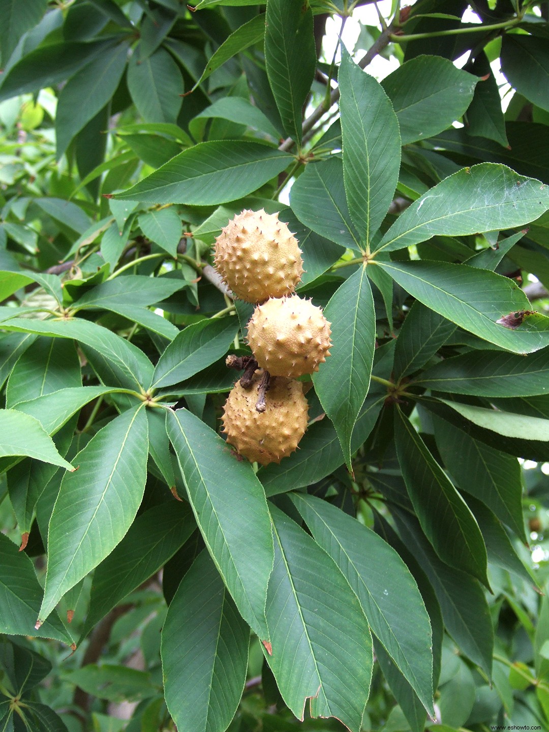 ¿Qué árboles producen bolas redondas puntiagudas? Aquí está cómo identificarlos 