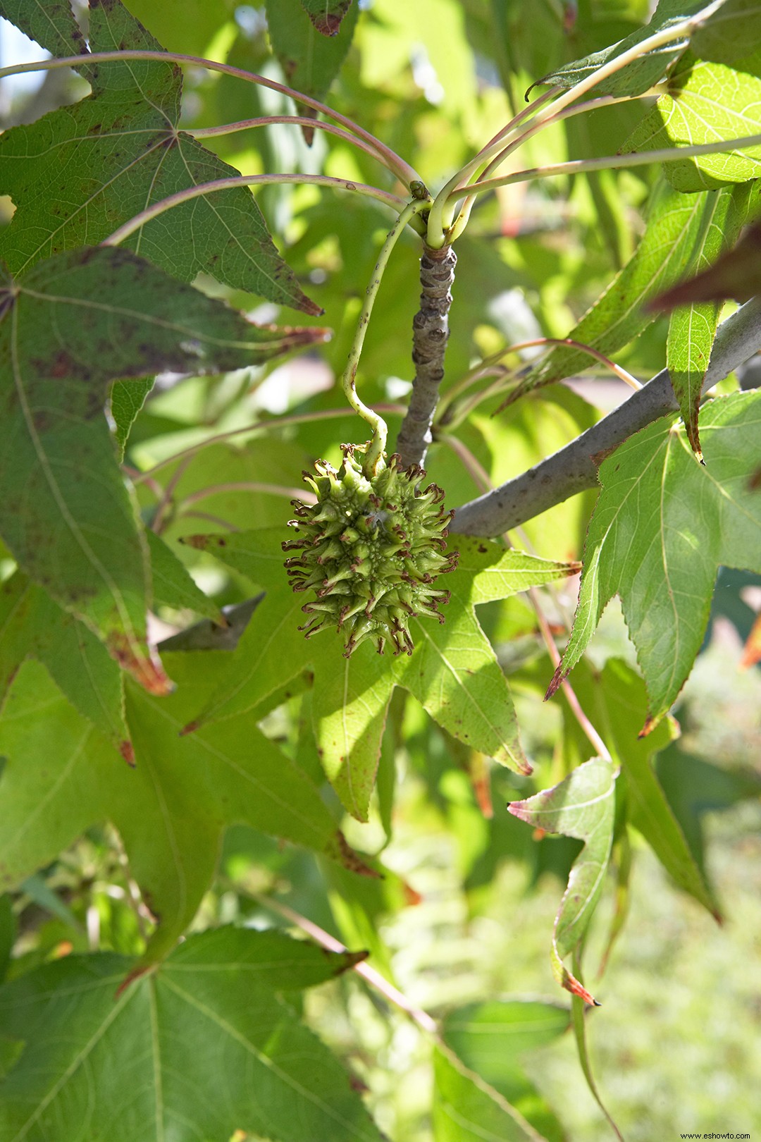 ¿Qué árboles producen bolas redondas puntiagudas? Aquí está cómo identificarlos 