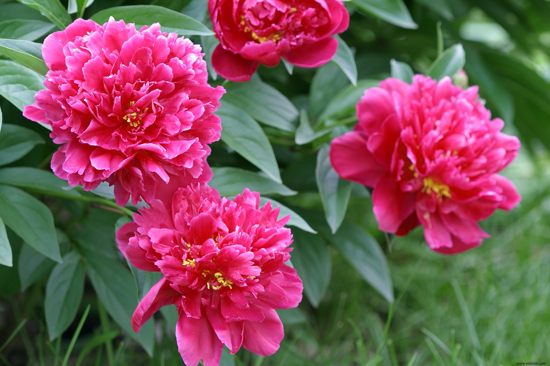 Cómo trasplantar con éxito sus peonías para maximizar sus flores 