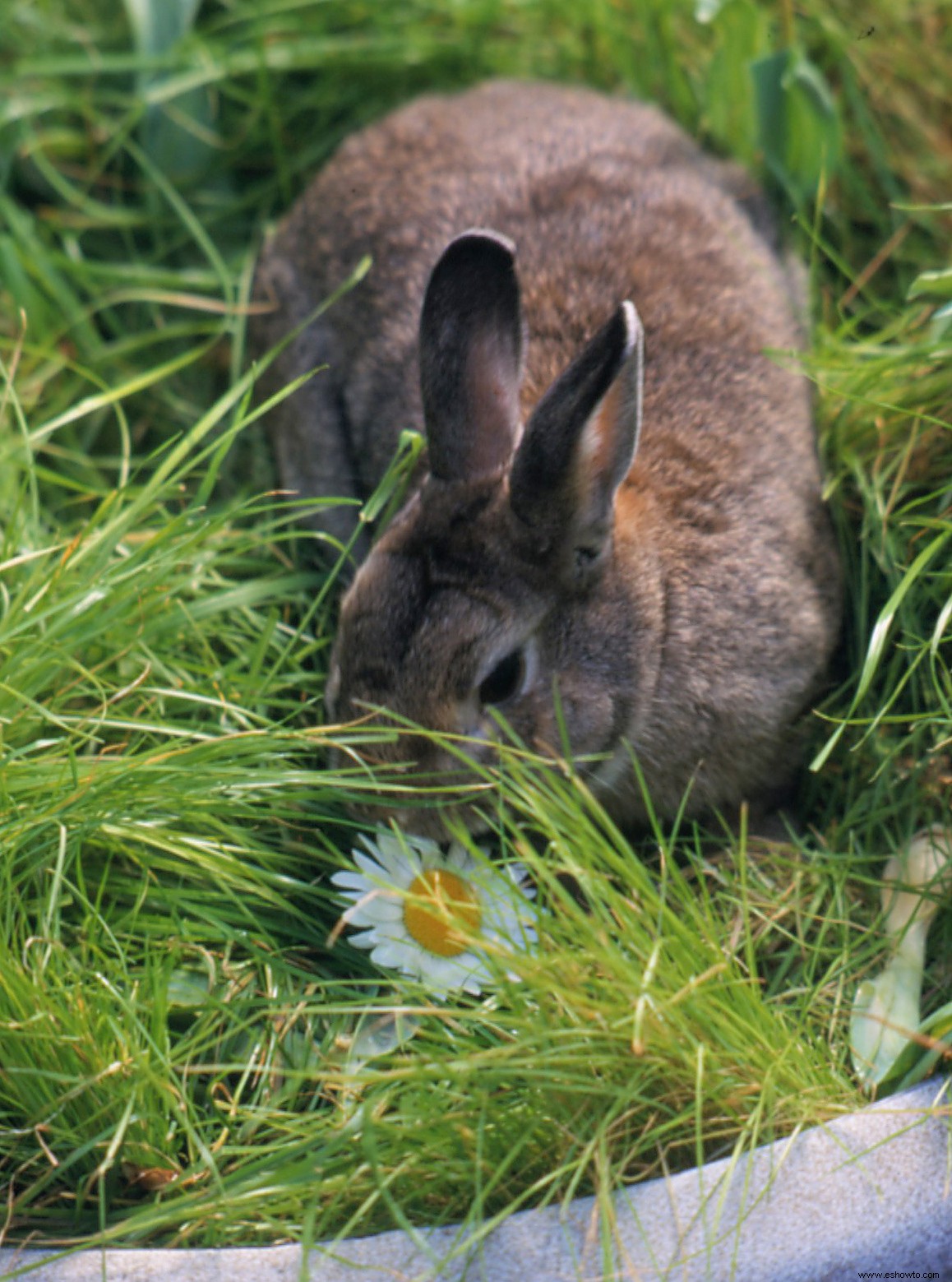 Cómo mantener a los conejos fuera de su jardín y evitar que se coman sus plantas 