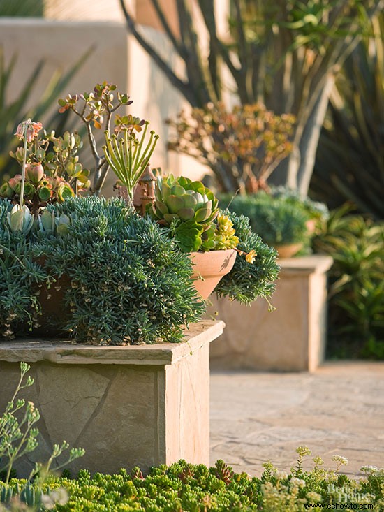 ¿Cuáles son las mejores plantas para una casa que da al oeste? 