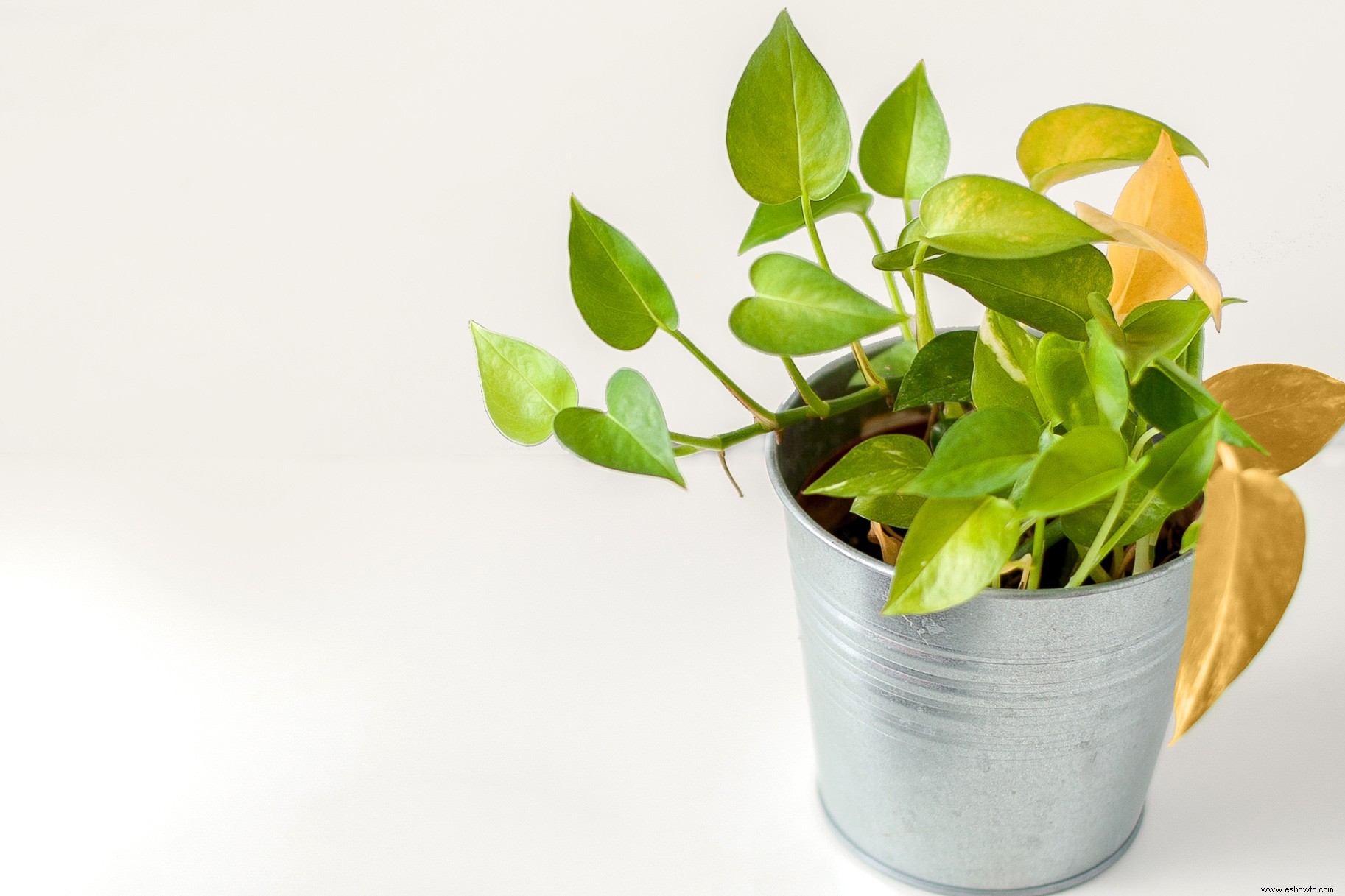 ¿Hojas amarillentas en sus plantas de interior? Esto es lo que está pasando y cómo solucionarlo 