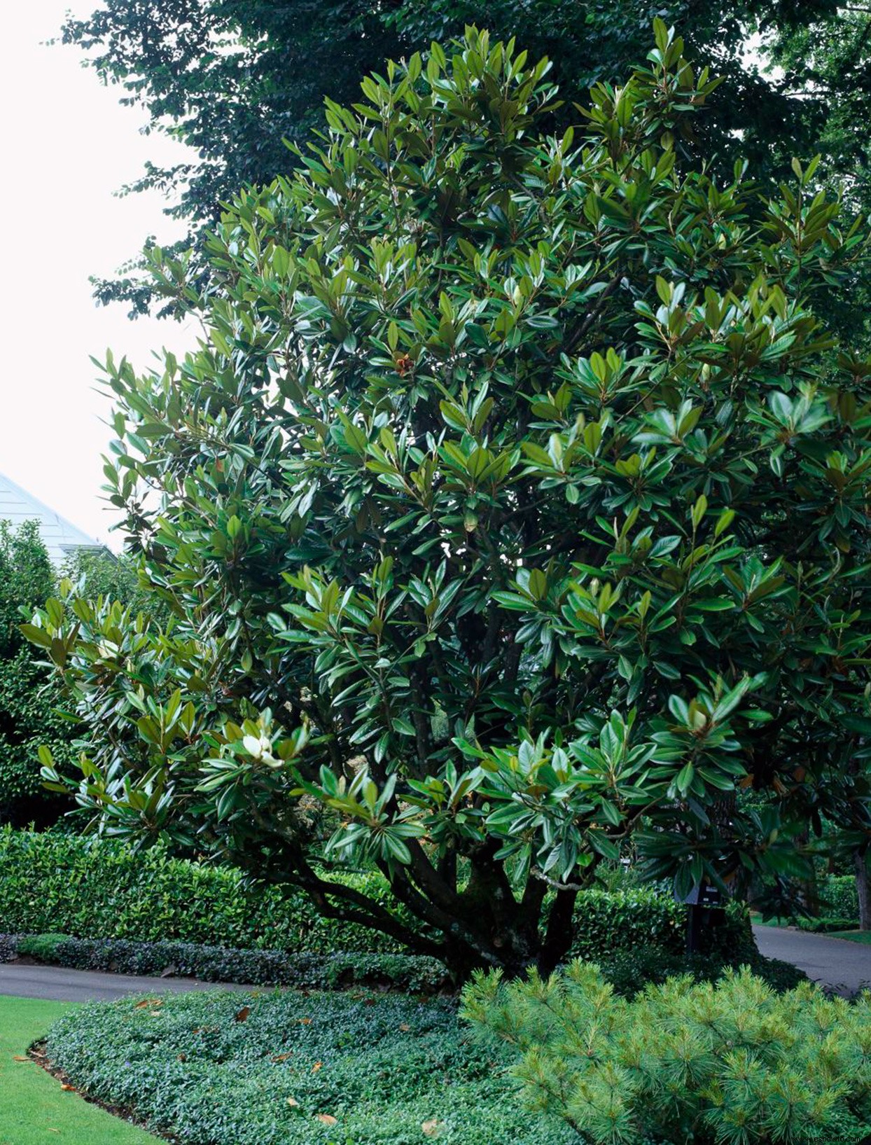 El mejor momento para podar las magnolias para que se vean hermosas todo el año 