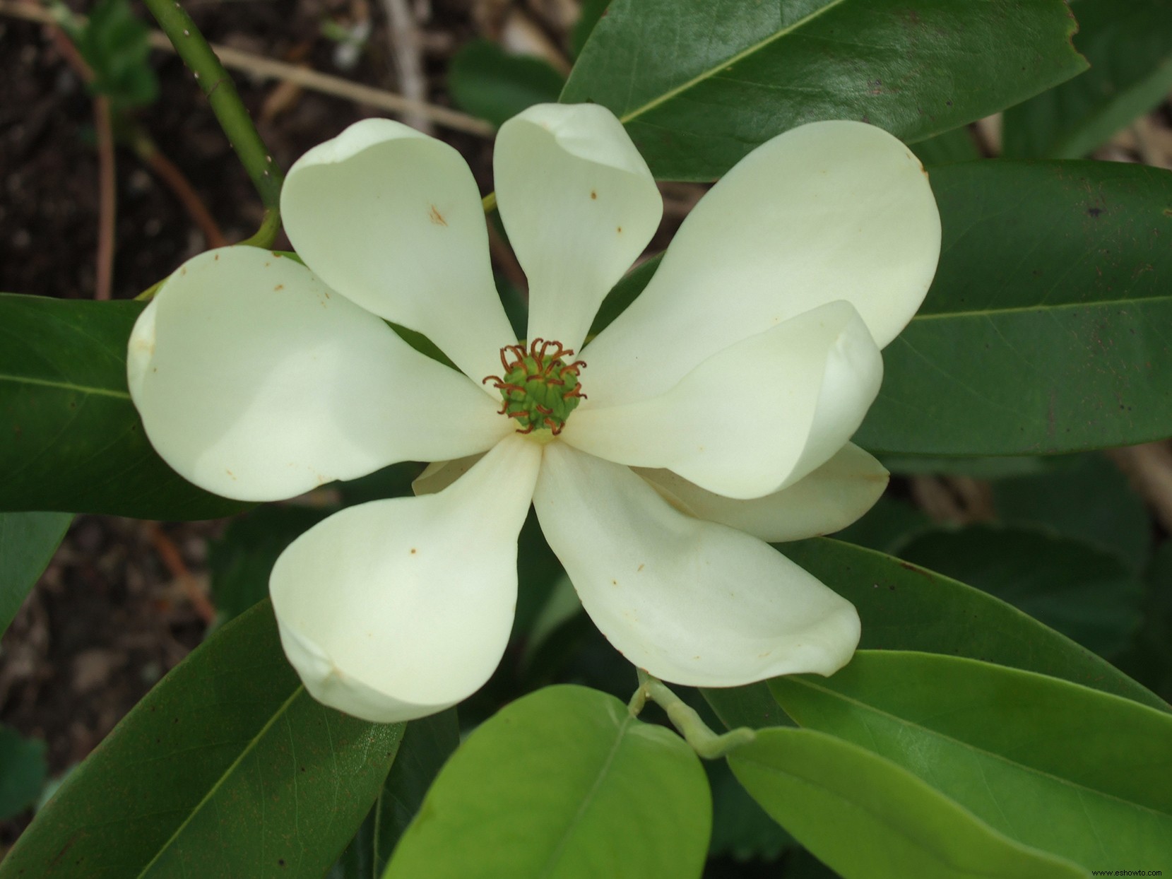 El mejor momento para podar las magnolias para que se vean hermosas todo el año 