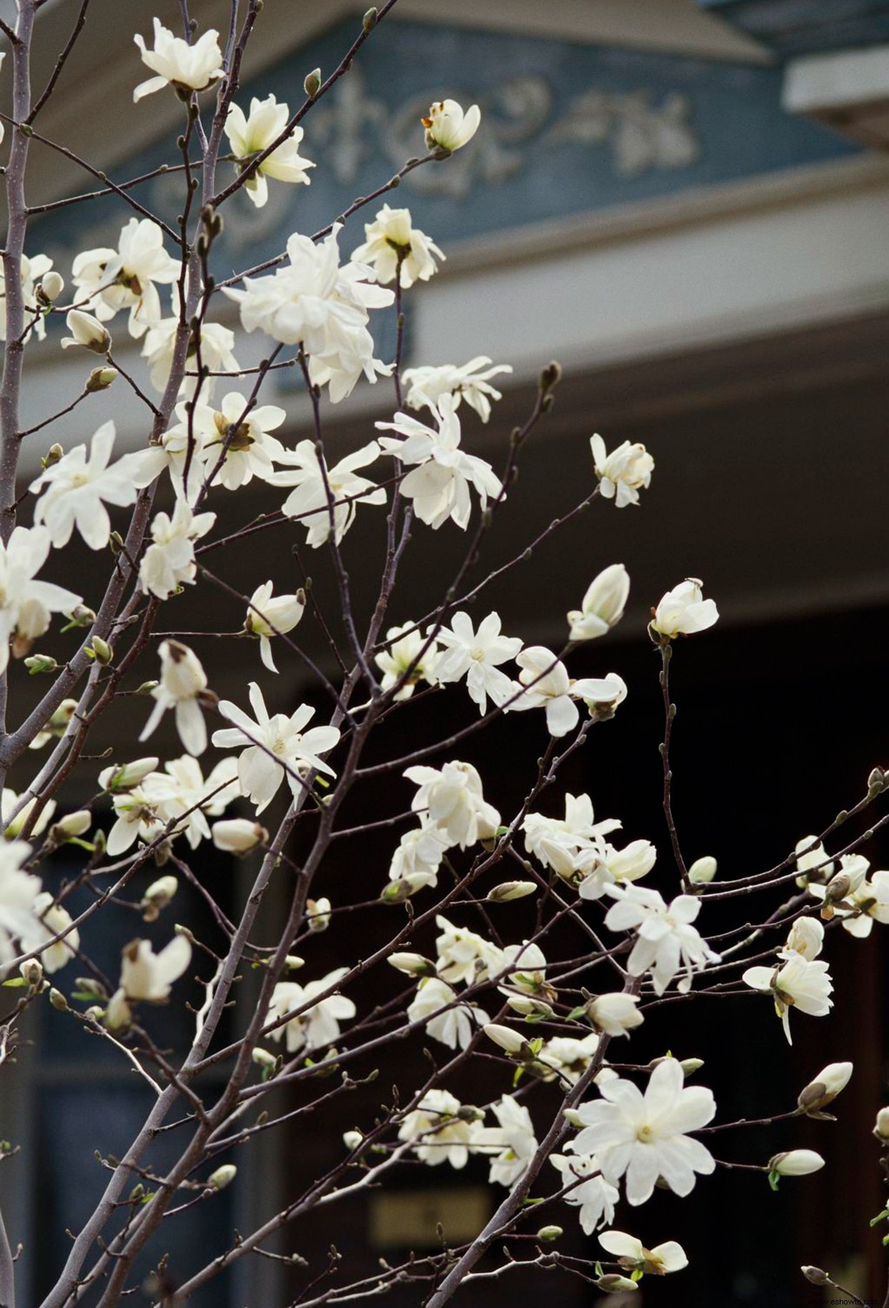 El mejor momento para podar las magnolias para que se vean hermosas todo el año 