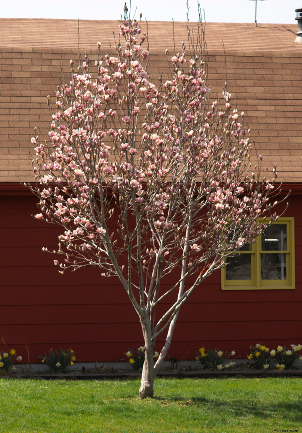 El mejor momento para podar las magnolias para que se vean hermosas todo el año 