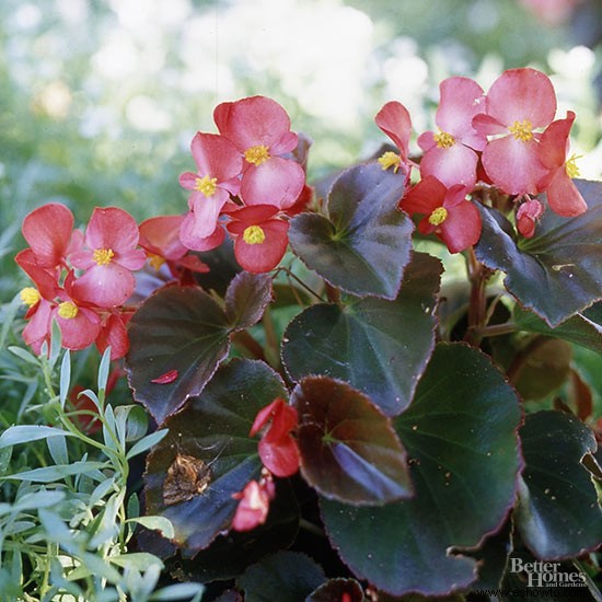 ¿Las begonias son anuales o perennes? 