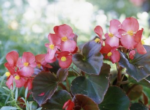 ¿Son las begonias anuales o perennes? Guía experta para cultivarlas